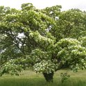 Chionanthus retusus